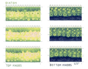 Diatom Painted Knobs ready web